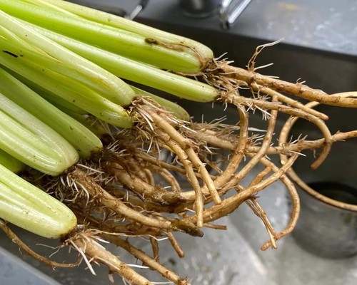 芹菜根